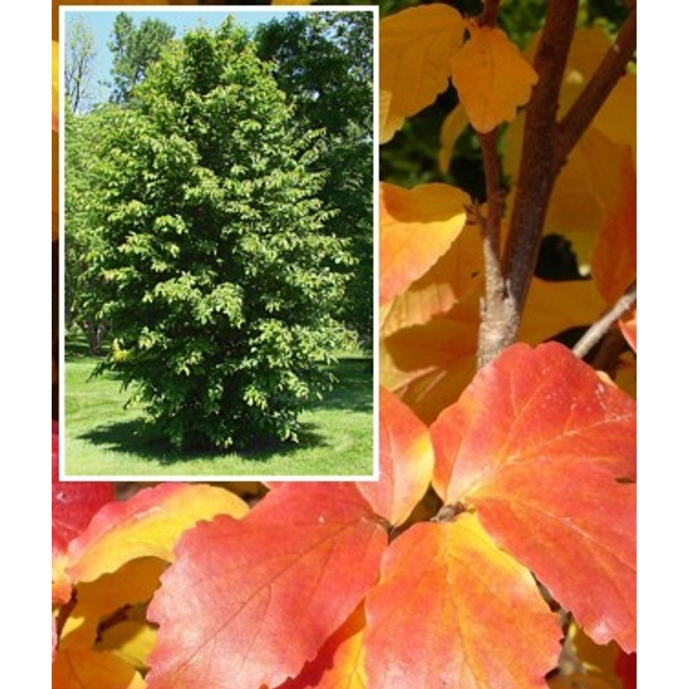 Persiskt järneksträd – Parrotia persica 'Vanessa' - C250 20/25 Feathered